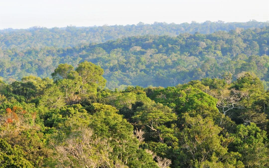 IPAM comemora a redução do desmatamento na Amazônia e no Cerrado
