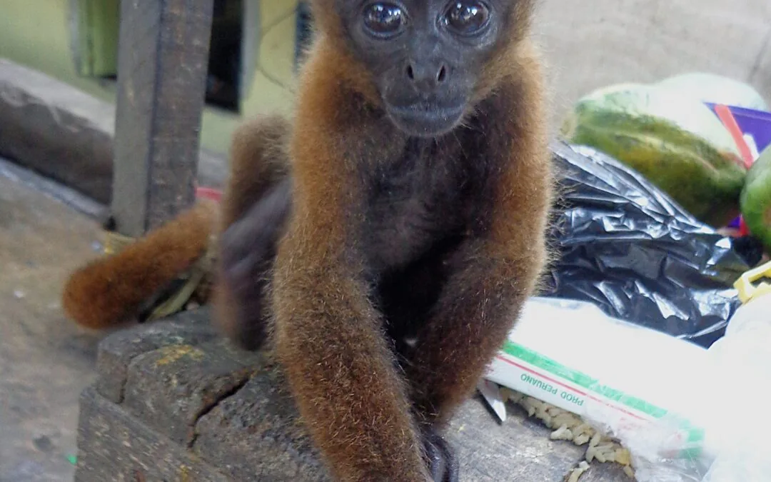 “Wildlife trafficking needs to be typified in Brazilian law,” says expert