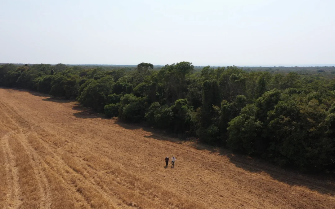 Na COP30, agricultura precisará incluir natureza no sistema produtivo