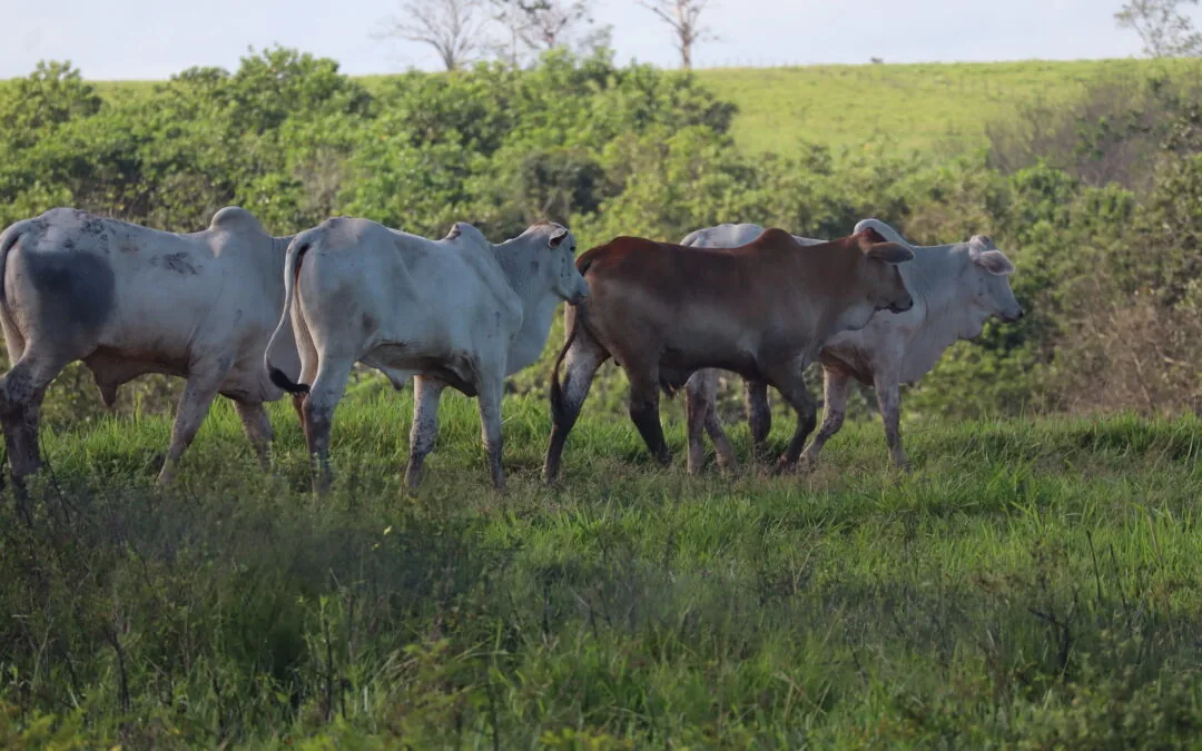“Evoluímos na produtividade e nas práticas de baixo carbono”