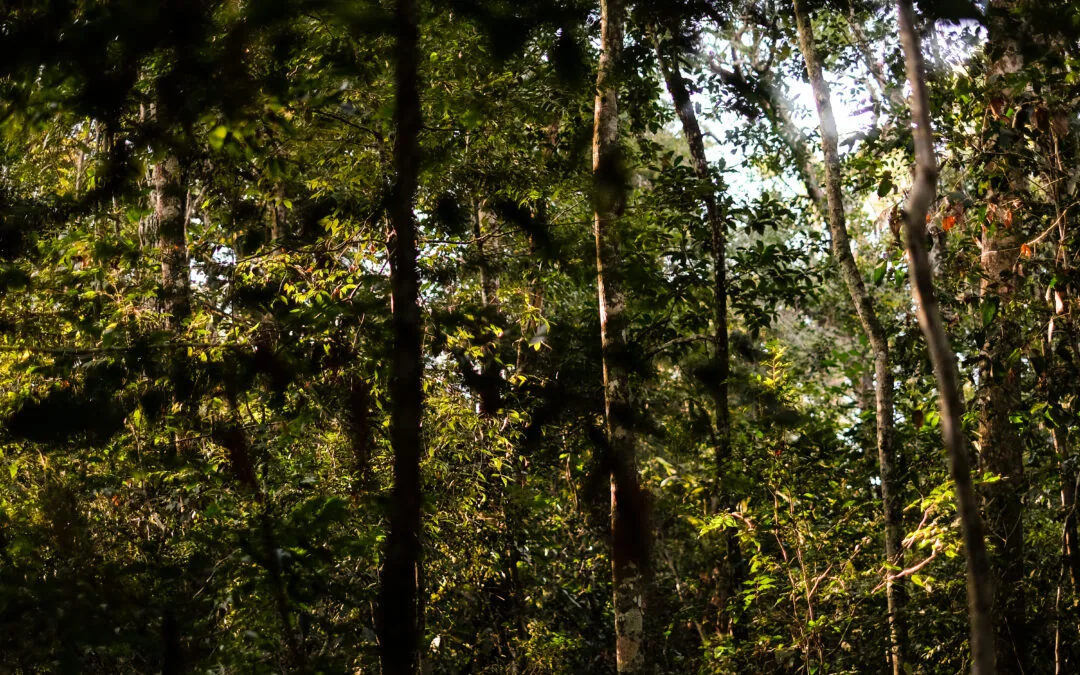 Capacidade de recuperação da Amazônia é limitada, mostra estudo