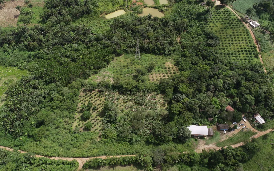 New study reveals challenges for environmental regularization in the Amazon
