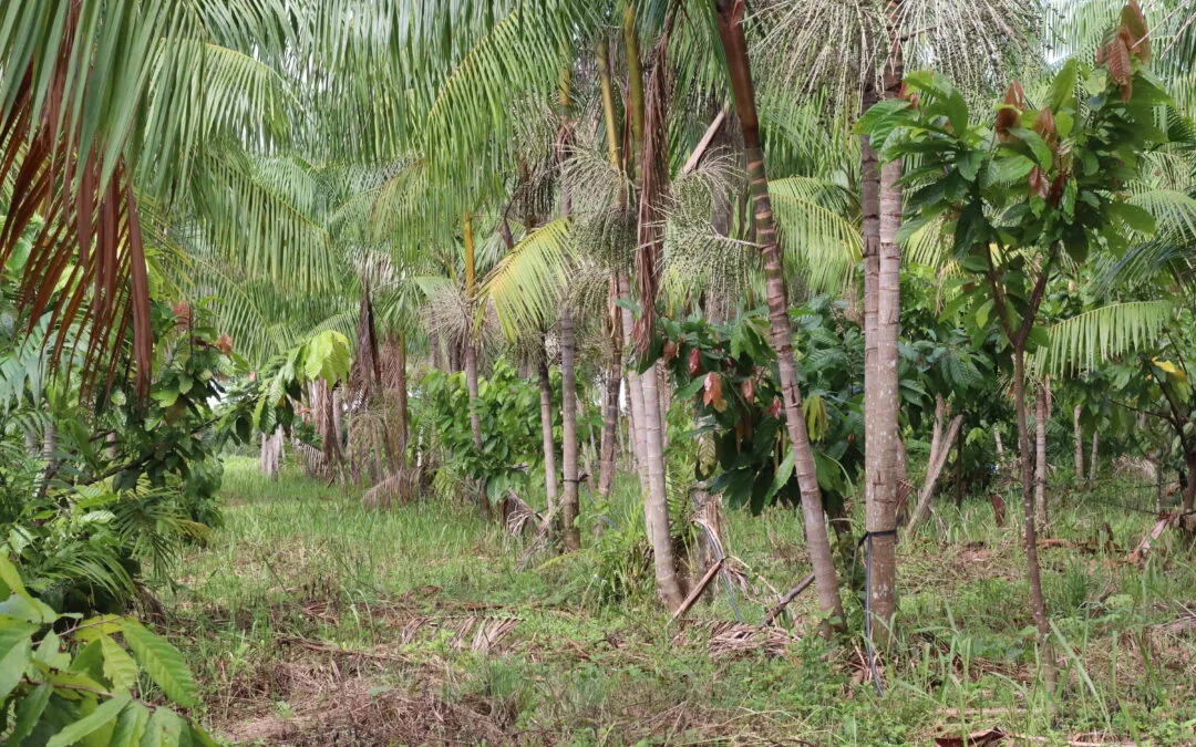 Projeto recupera florestas e auxilia agricultores familiares a resistirem ao calor extremo na Amazônia
