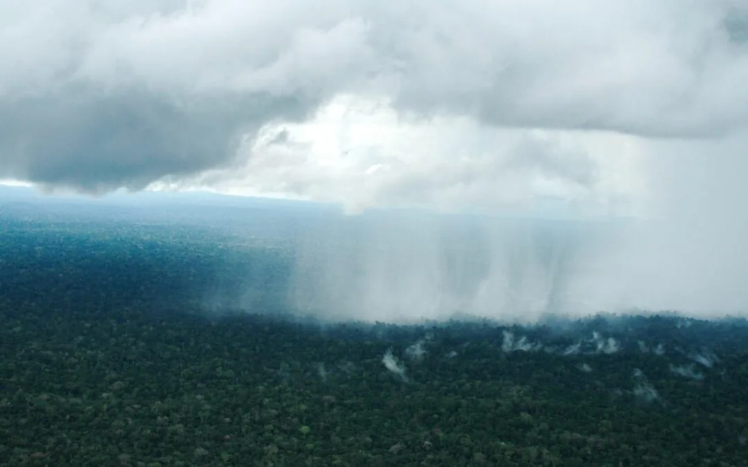 Unmanaged forests are essential for flying rivers, study says