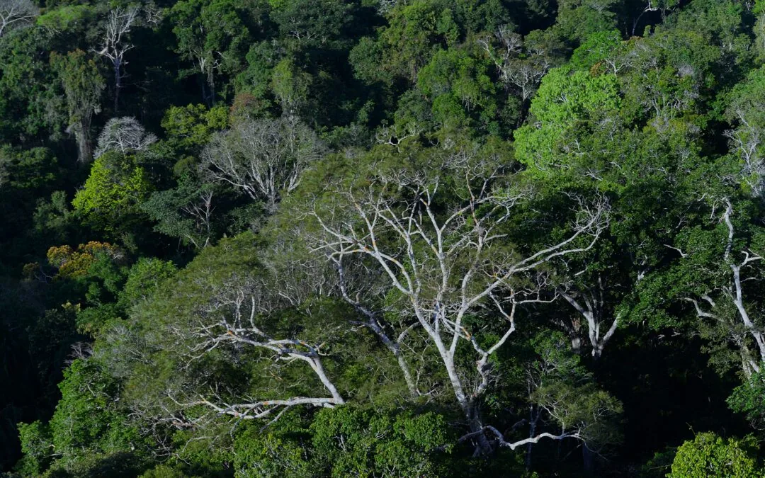 Clima e crime organizado exigem cooperação entre países amazônicos