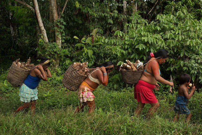 Colheita de mandioca na adeia Massapê, no Vale do Javari
