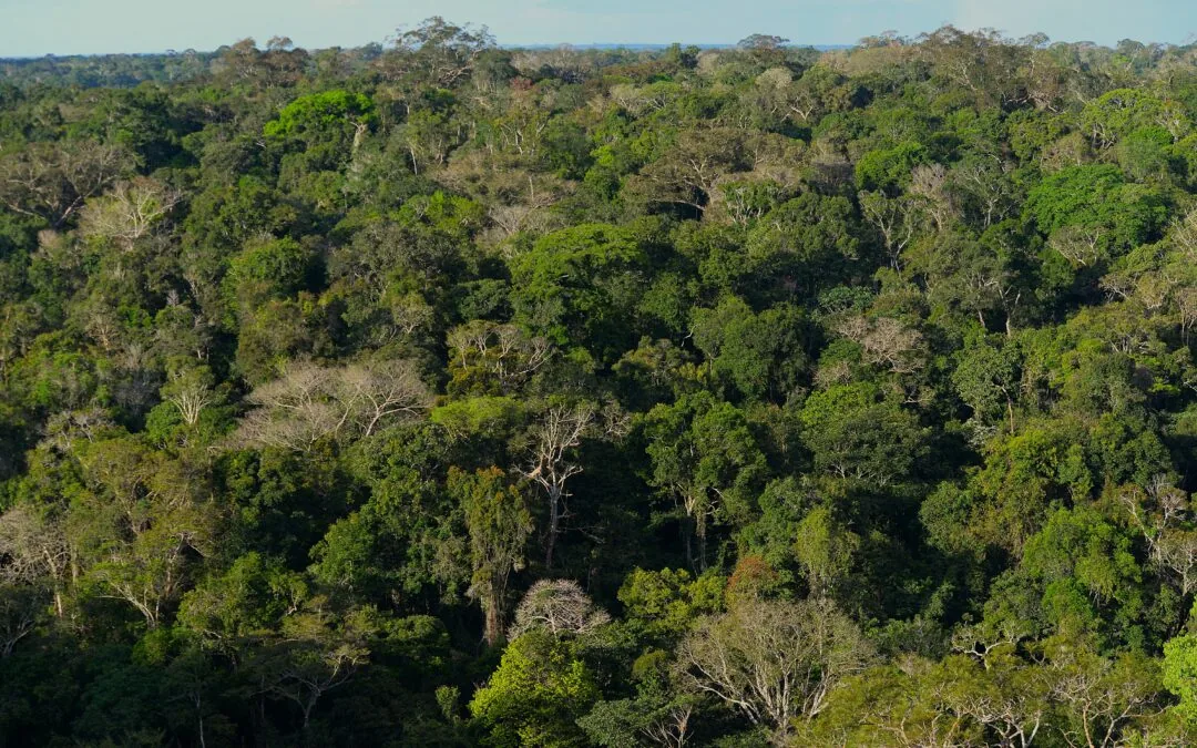 Decline in Alerts Paves the Way for Zero Deforestation in the Amazon