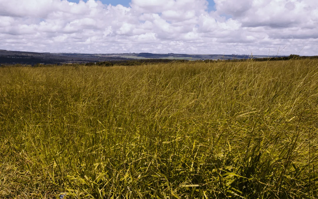 Meta de recuperação exige conter perda de vegetação nativa, avalia IPAM