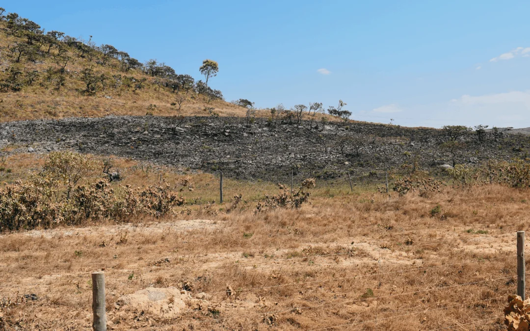 Cerrado perdeu 7,9 milhões de hectares de vegetação secundária em 39 anos