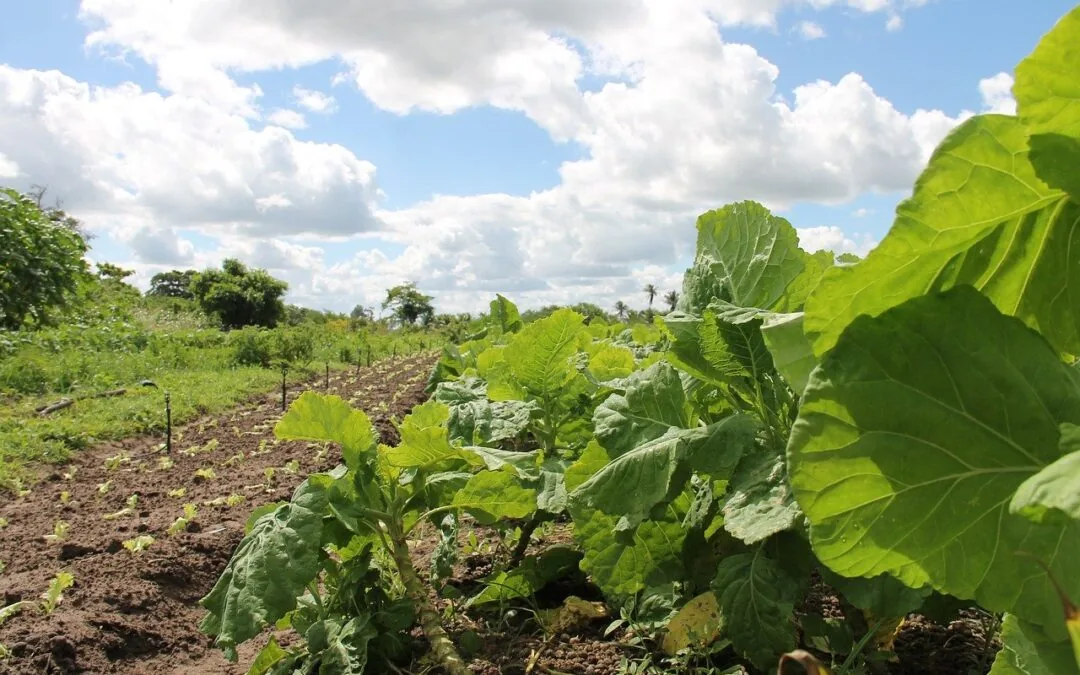 Cúpula Global de Bioeconomia apresenta nova estratégia de longo prazo para o setor
